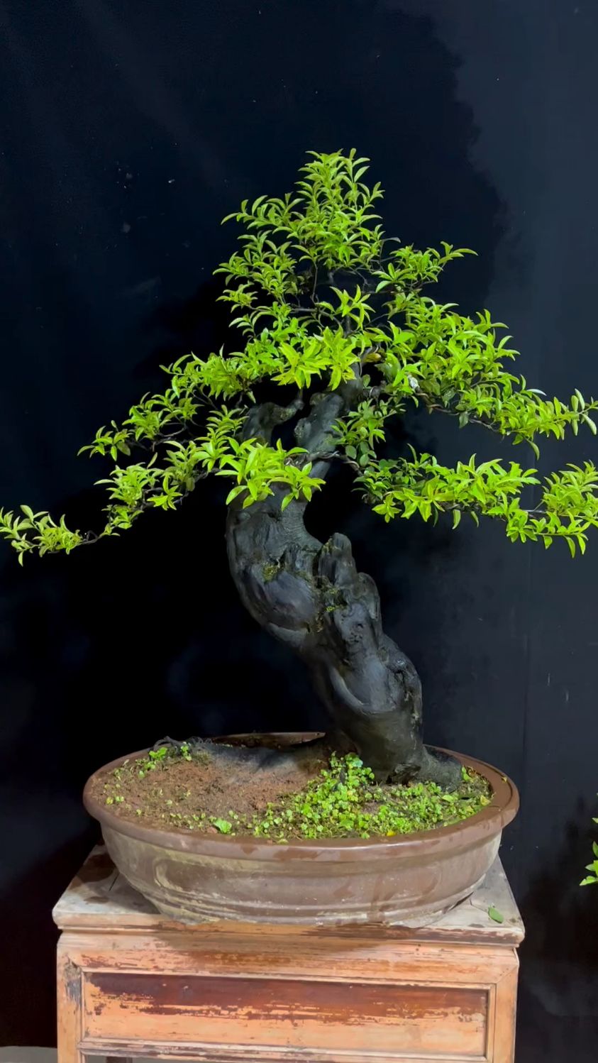 分享一棵老桩金弹子盆景