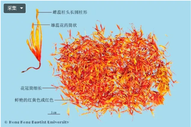 藏红花与红花图片对比图片