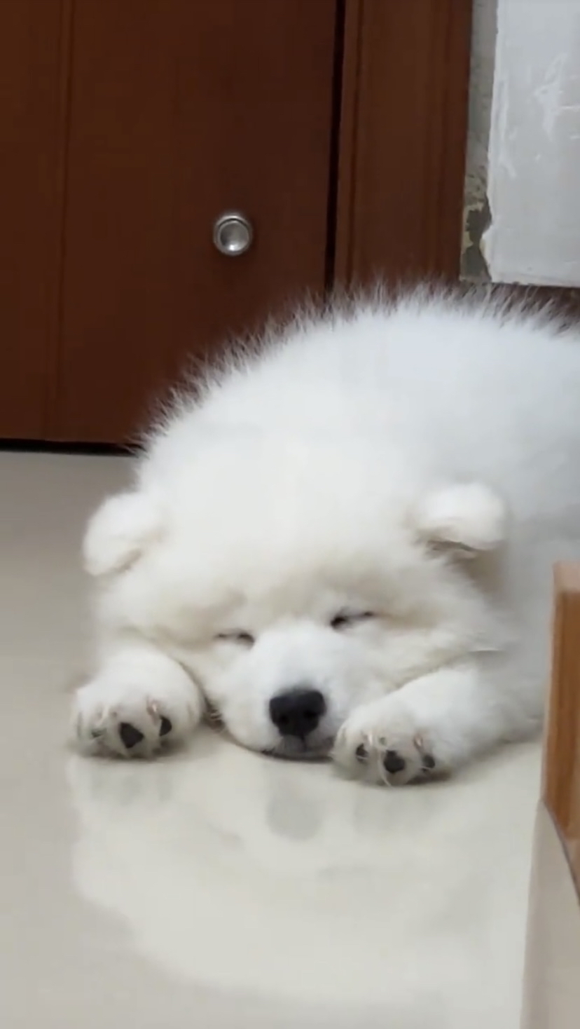 趴着睡觉的狗狗