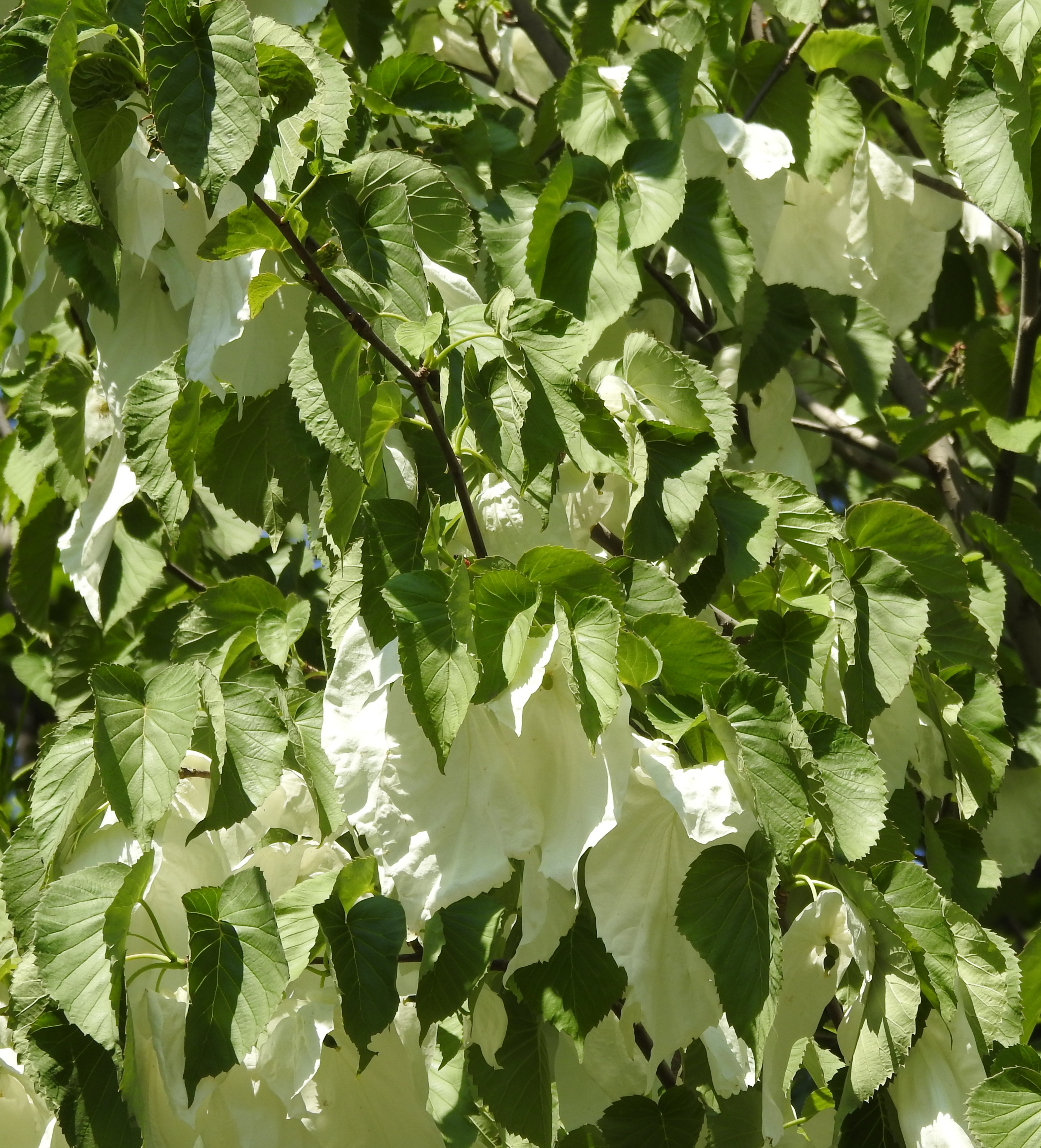 国家一级重点保护植物