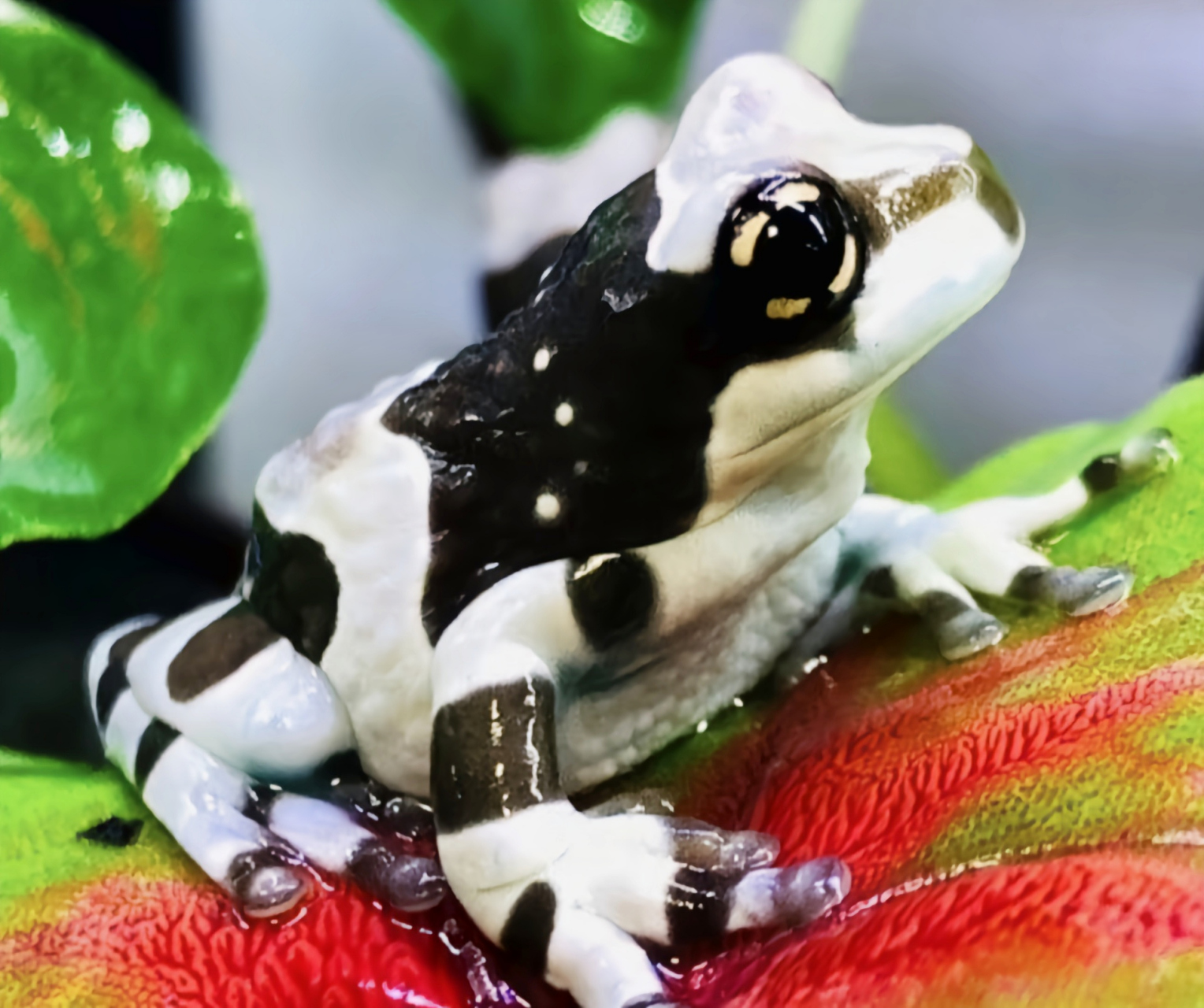 每天认识一种动物——牛奶树蛙 牛奶树蛙别名亚马逊牛奶蛙,原产南美洲