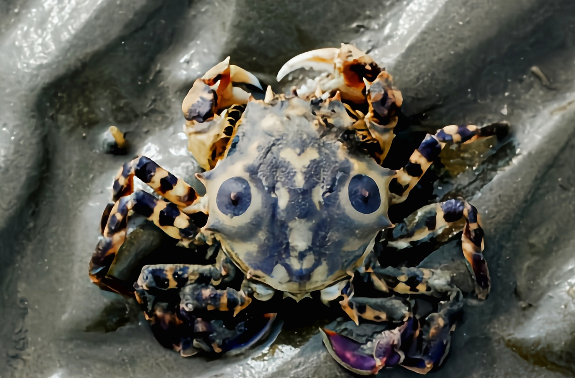 每天认识一种动物——中华虎头蟹 中华虎头蟹别名贵妃蟹,鬼头蟹,乳斑