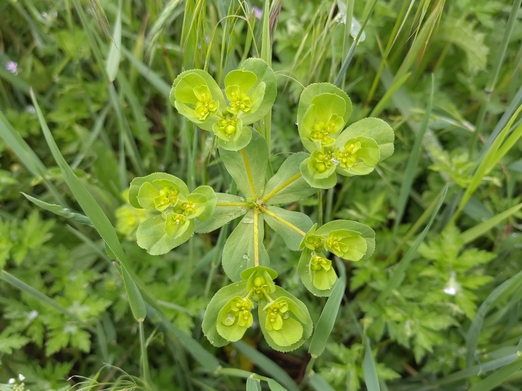 泽漆又名五朵云,五灯草,五风草,植株叶片独特,颜值高,分布范围广,抗逆