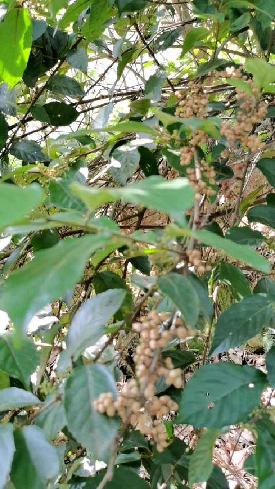 东莞大岭山森林公园冷饭果