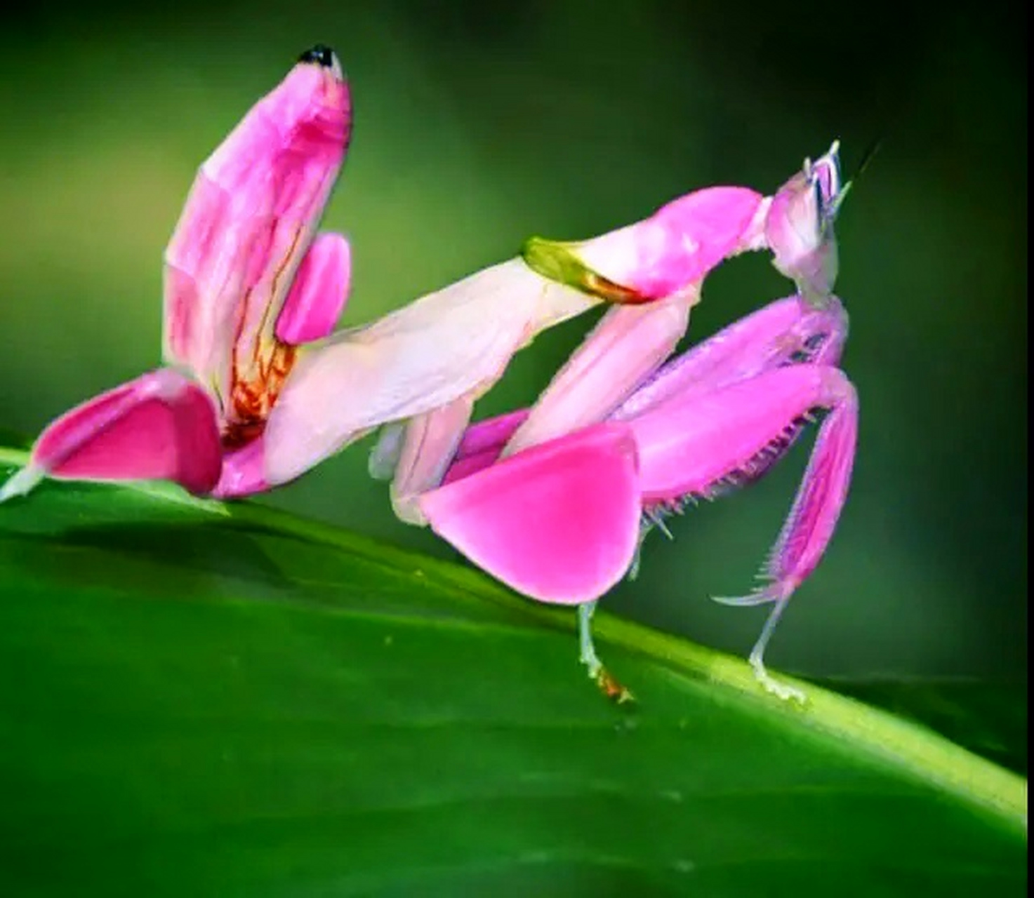 兰花螳螂来自东南亚的热带雨林,它们拥有可以改变自身颜色的伪装技巧