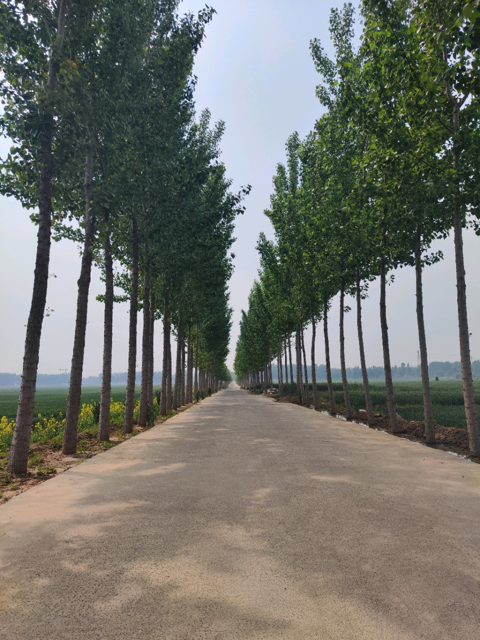 春夏天最喜欢走路两旁种满杨树的马路了,绿树成荫,高大笔直…儿时家