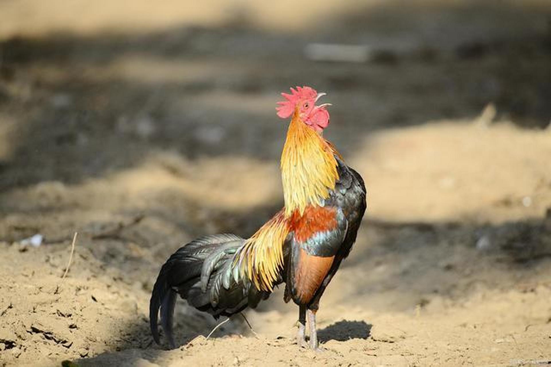 公鸡打鸣了,久违了我的家乡!