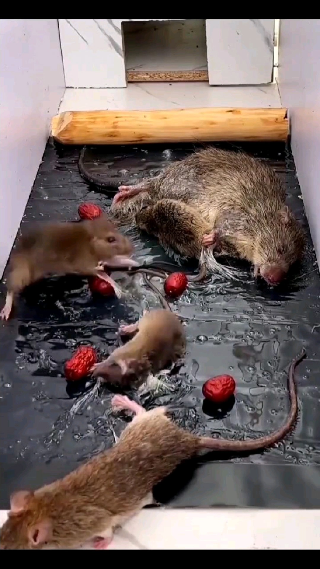 这一窝老鼠都死在这一亩三分地上了!鼠妈妈是什么心情?