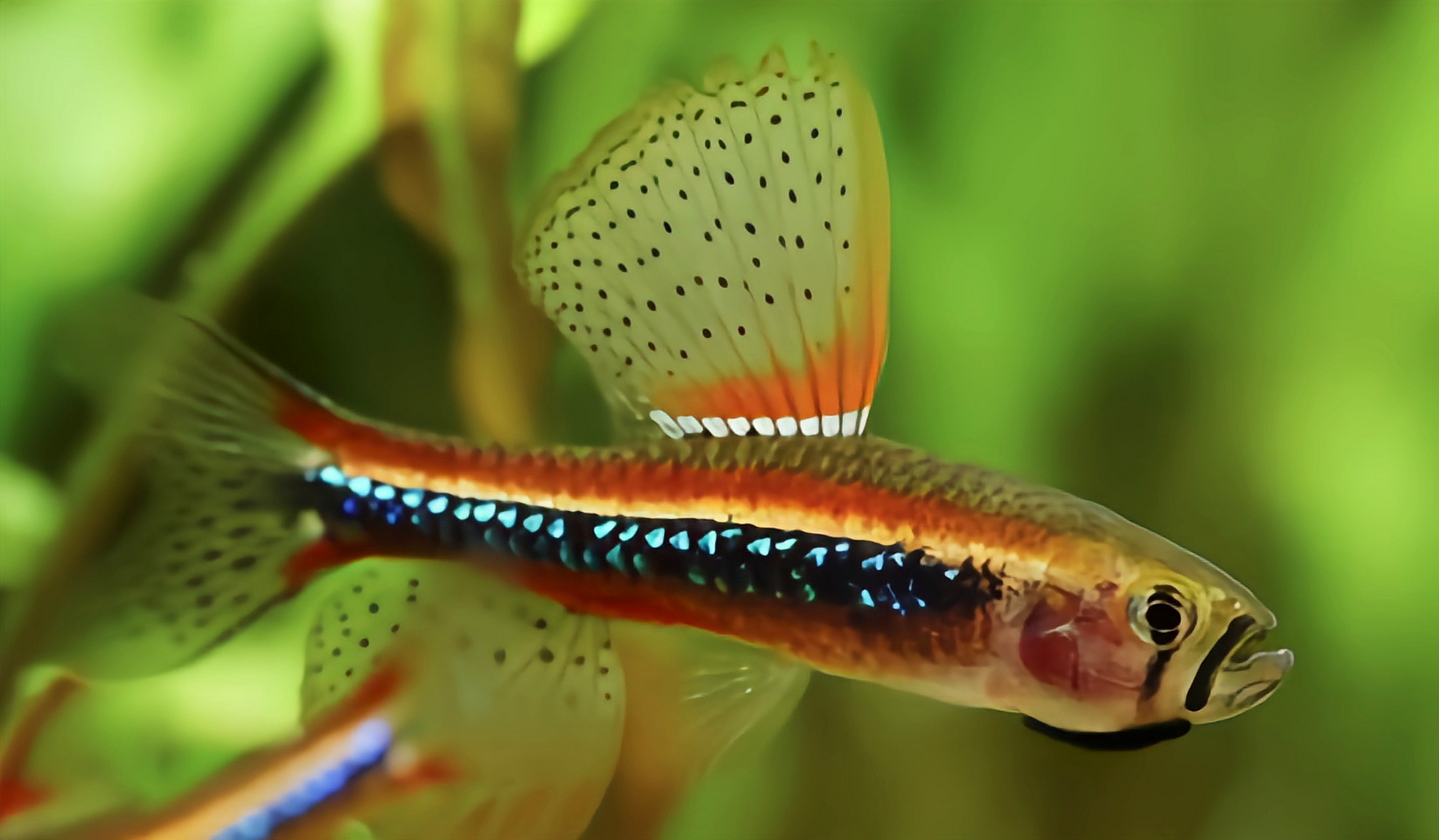 每天认识一种动物——珍珠灯鱼 珍珠灯鱼别名韦氏杂色脂鲤,原产南美洲