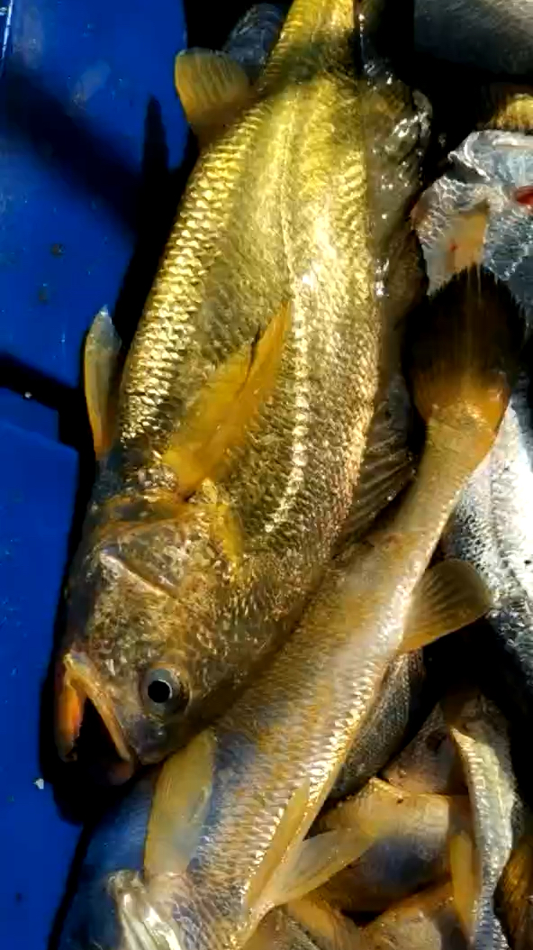 舟山海钓野生大黄鱼刚出水咕咕叫赞不赞