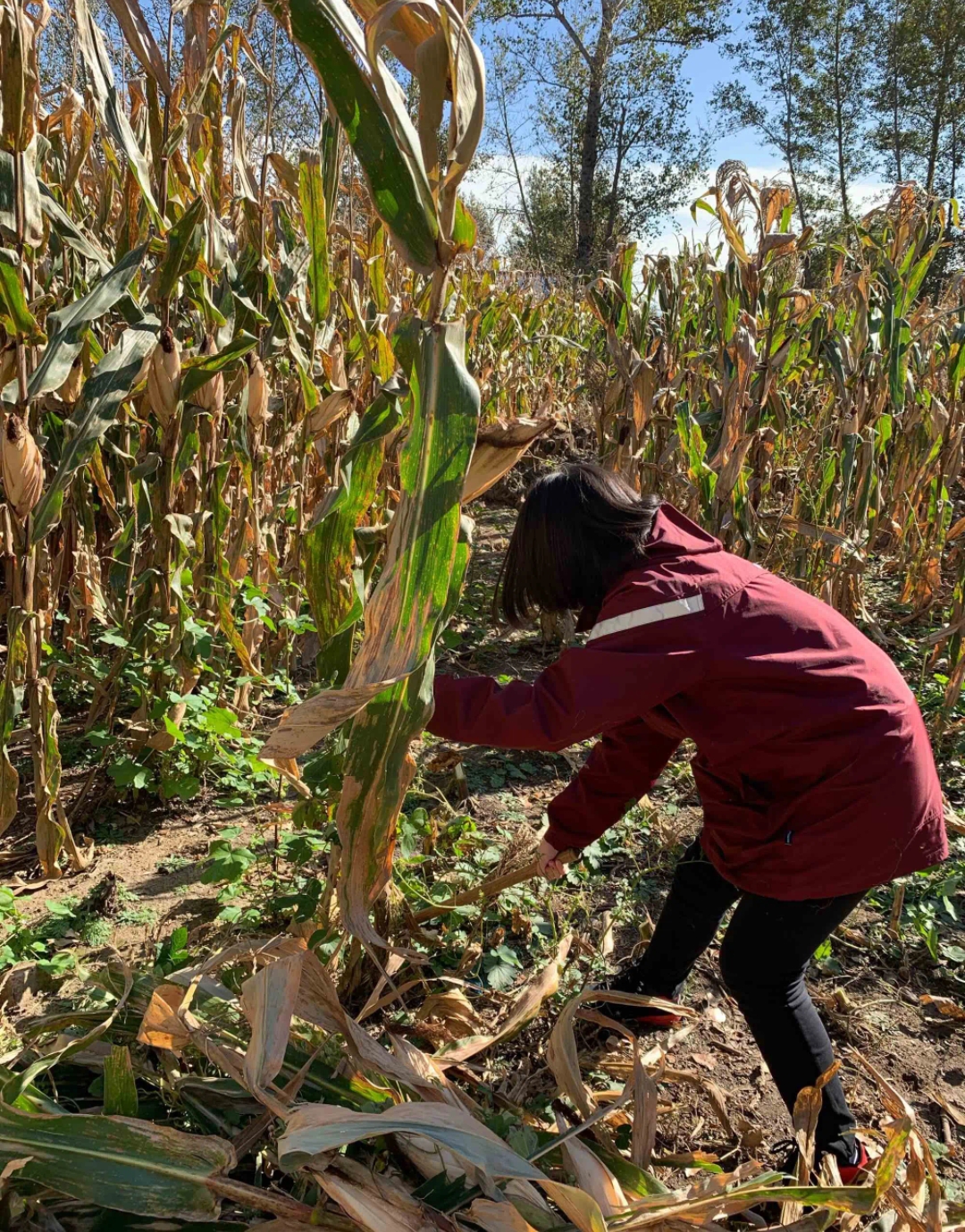 关于大妈和我在玉米地里操的信息 关于大妈和我在玉米地里操的信息