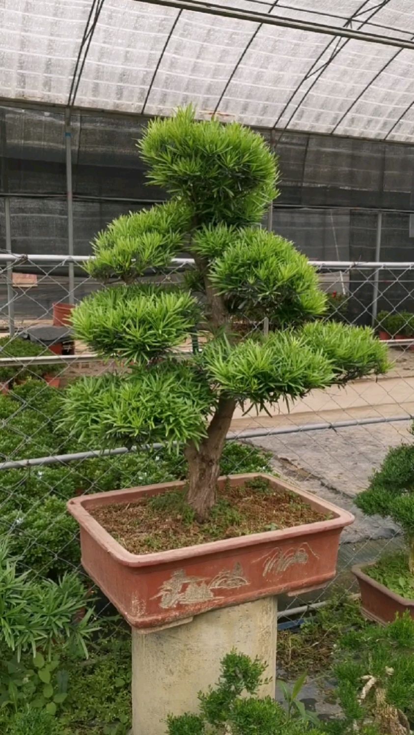 本地罗汉松大叶罗汉松