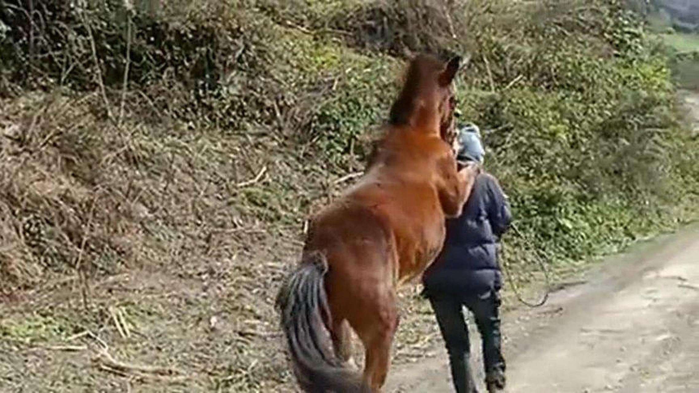 现在真是时代变了,以前马驮人,现在人背马.