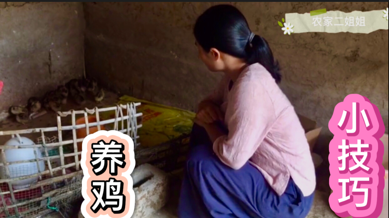 农村妹子第一次养鸡,婆婆传授几十年养鸡经验,养鸡太有讲究了