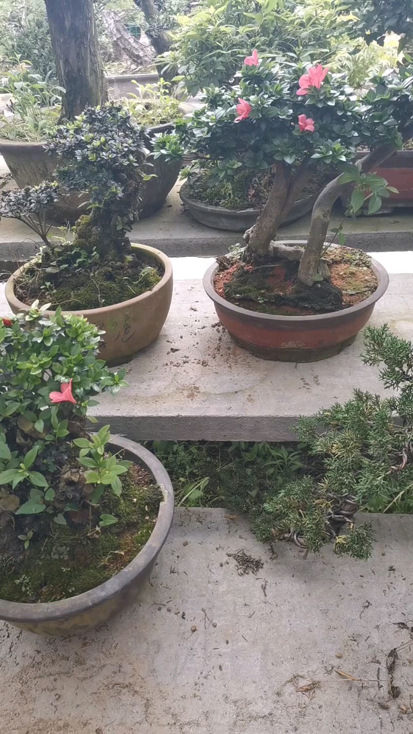 日本进口鹿山杜鹃