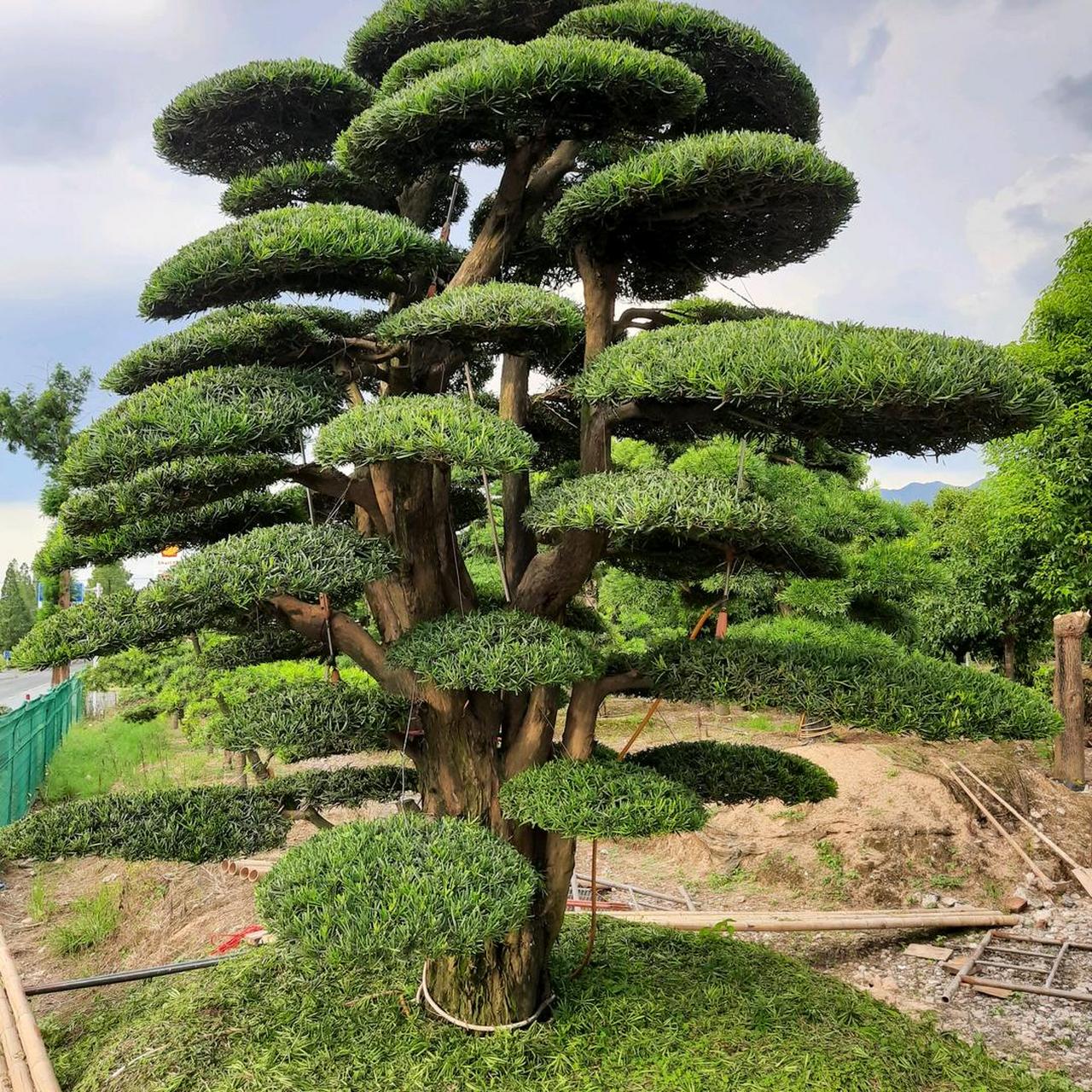 百年罗汉松,漂亮大气!#今日早安问候