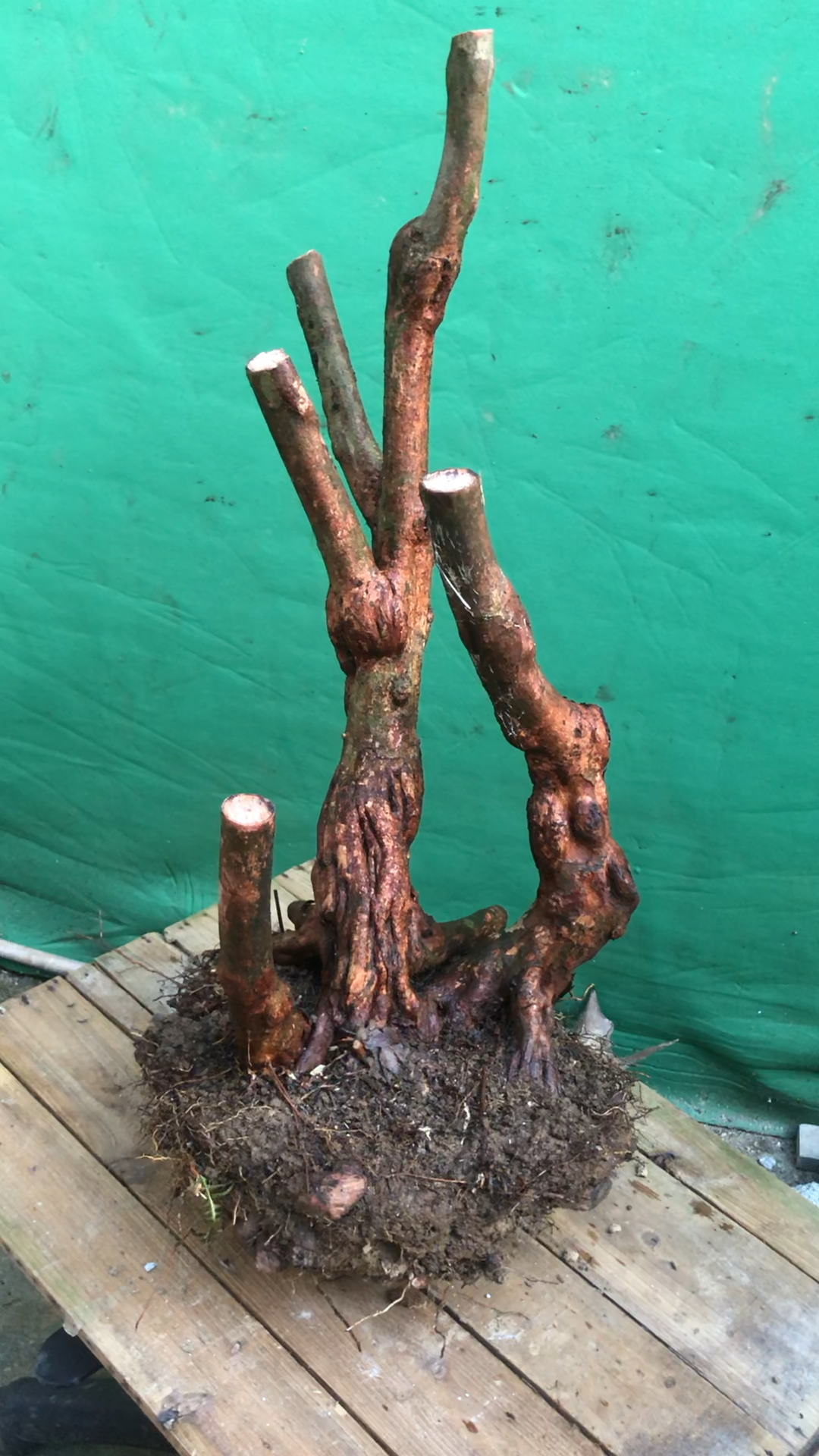 桃金娘精美型盆栽