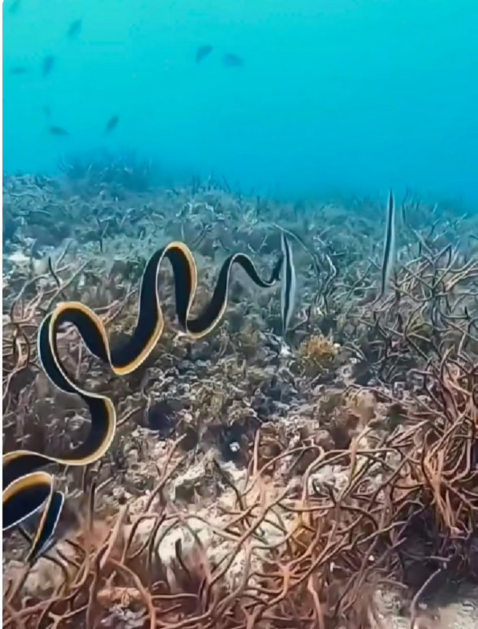 大海蛇恐怖图片