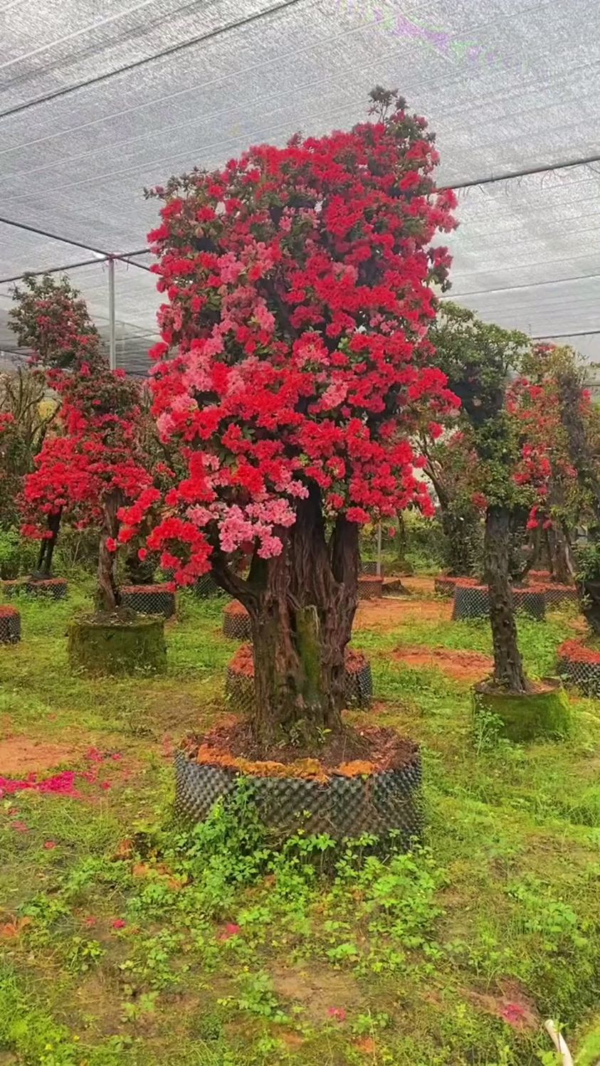 漂亮的老桩杜鹃