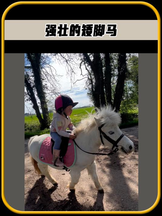 这是一只矮脚马,看起来非常袖珍,却是一种强壮的运动马