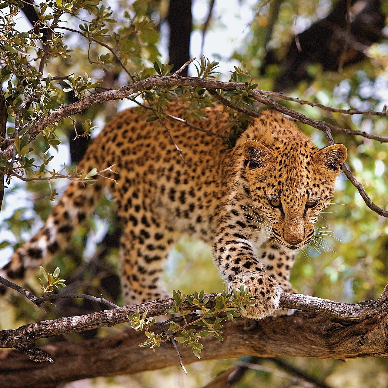 花豹,豹属的大型肉食性动物,花豹头部的斑点小而密