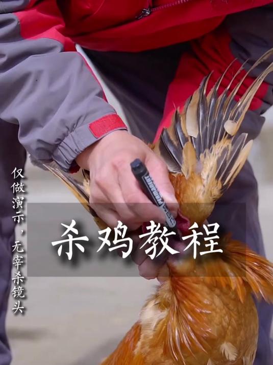 杀鸡教程,仅做演示,无宰杀镜头