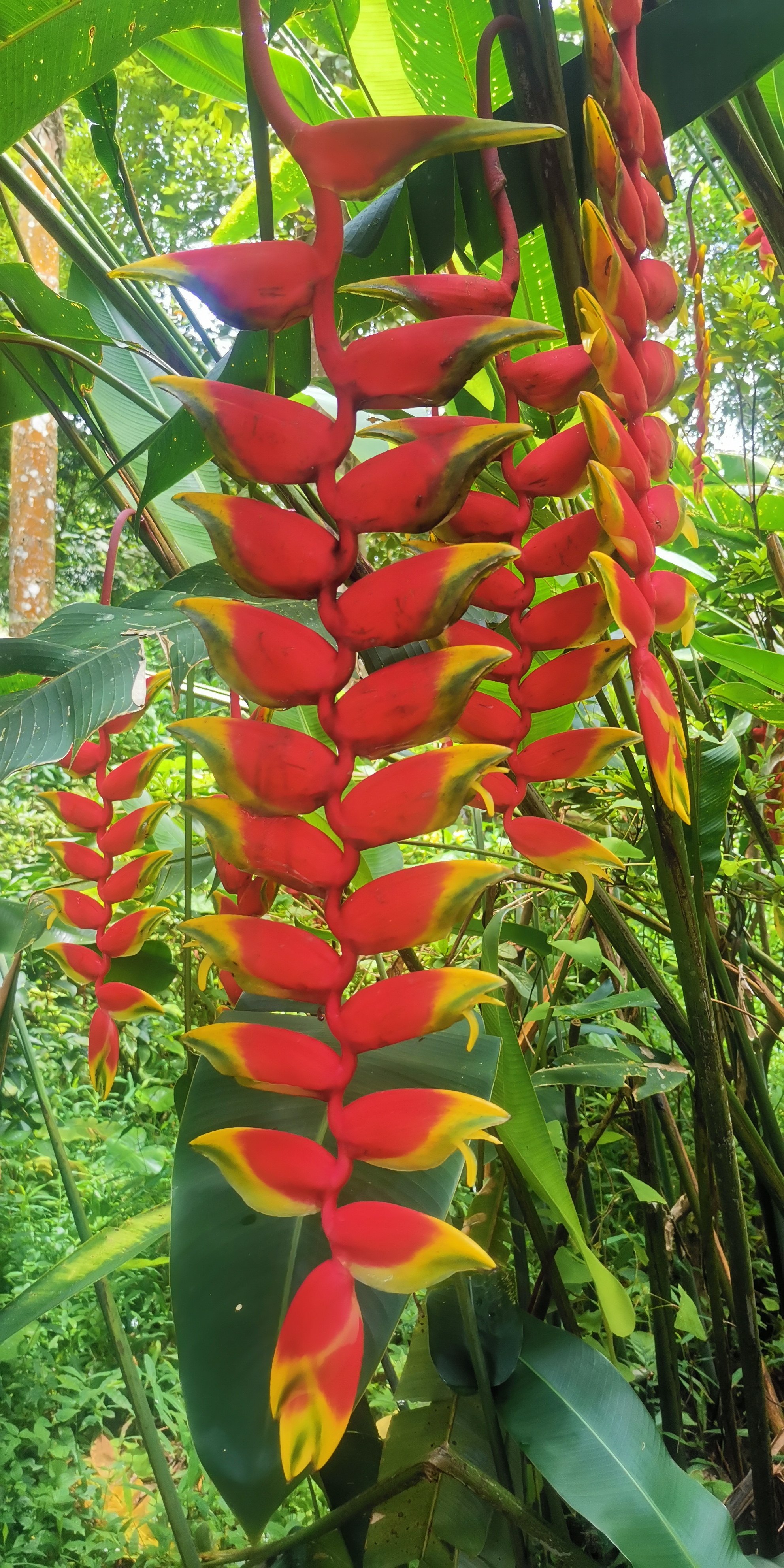 瑞丽莫里热带植物园