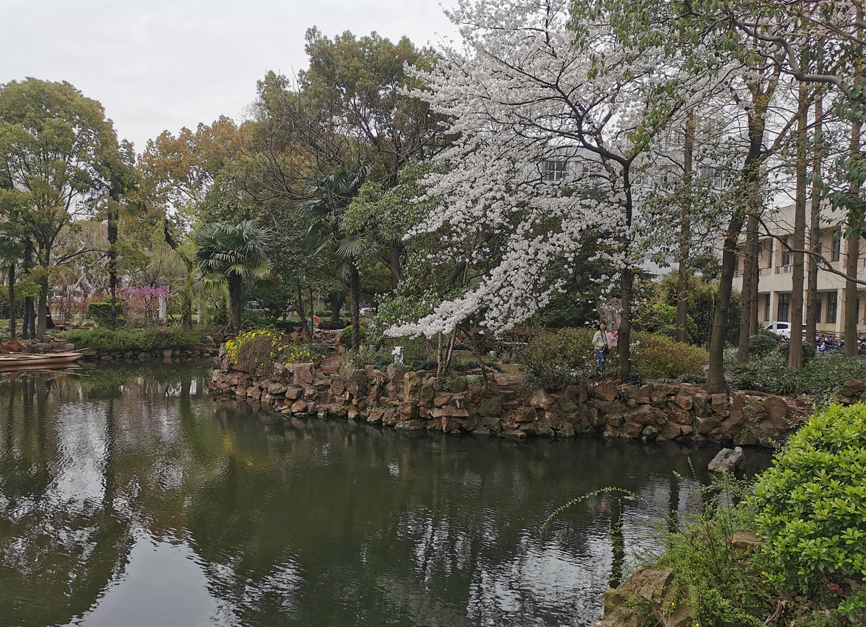校园池塘  校园一隅小池塘, 寂寞无人有暗香.