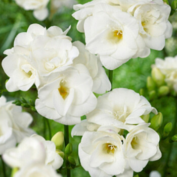 《惹婚》:"我说过的,我会保护你.