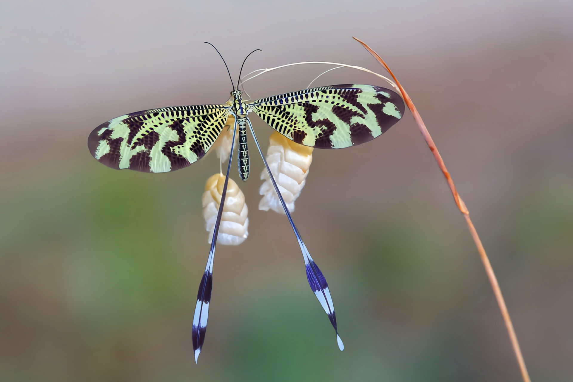 中华旌蛉体长约2.1厘米,前翅长2.6厘米,后翅可达6cm.
