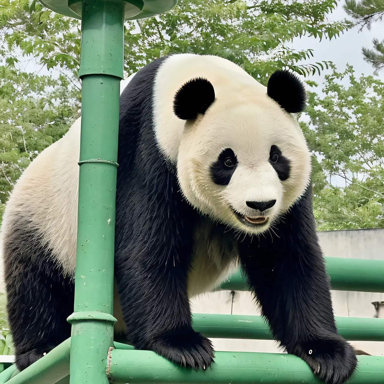 据天津动物园寇师傅讲,有些不文明的游客到熊猫竹林偷竹笋吃,特别还是