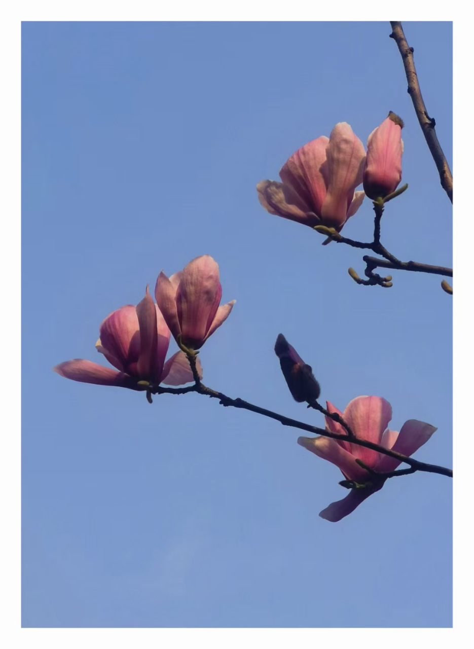 二乔木兰,名字让人想起"铜雀春深锁二乔",它是白玉兰和紫玉兰杂交而成