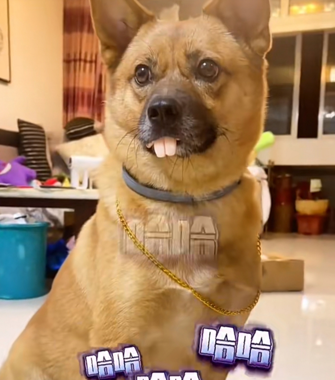 这只狗狗门牙太大了!