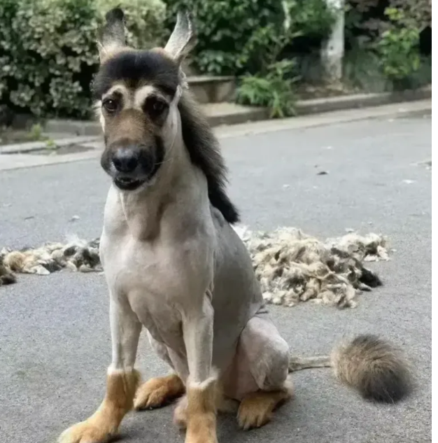 深圳男子把宠物狗染成了红色毛发结果像麒麟,引起了网友们的热议