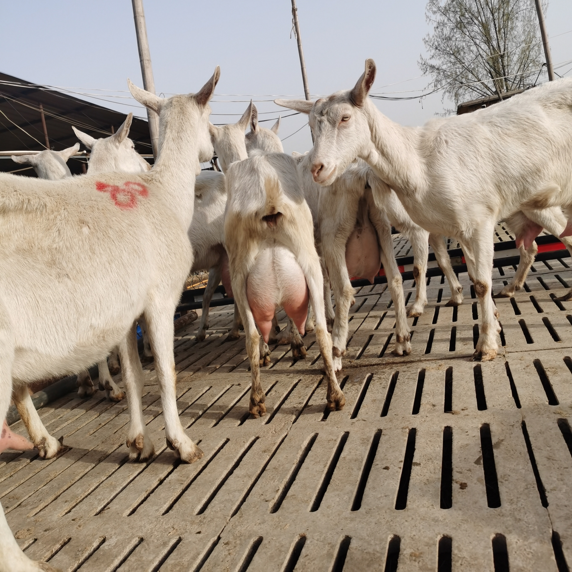 农村新手能直接养萨能奶山羊吗?