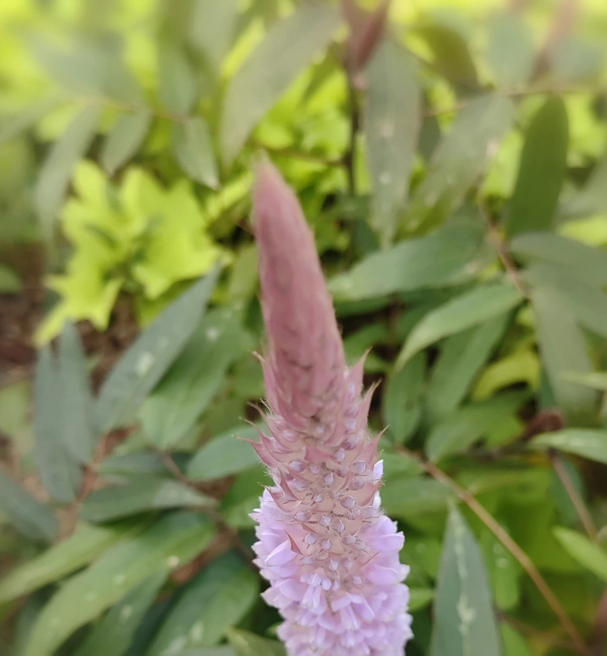 美花狸尾豆:又称美花兔尾草,花瓣蝶形紫粉色,根叶和全草药用,花如兔尾