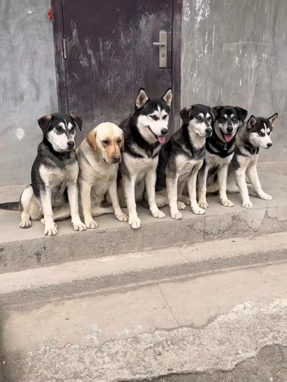 马犬和哈士奇杂交后代图片