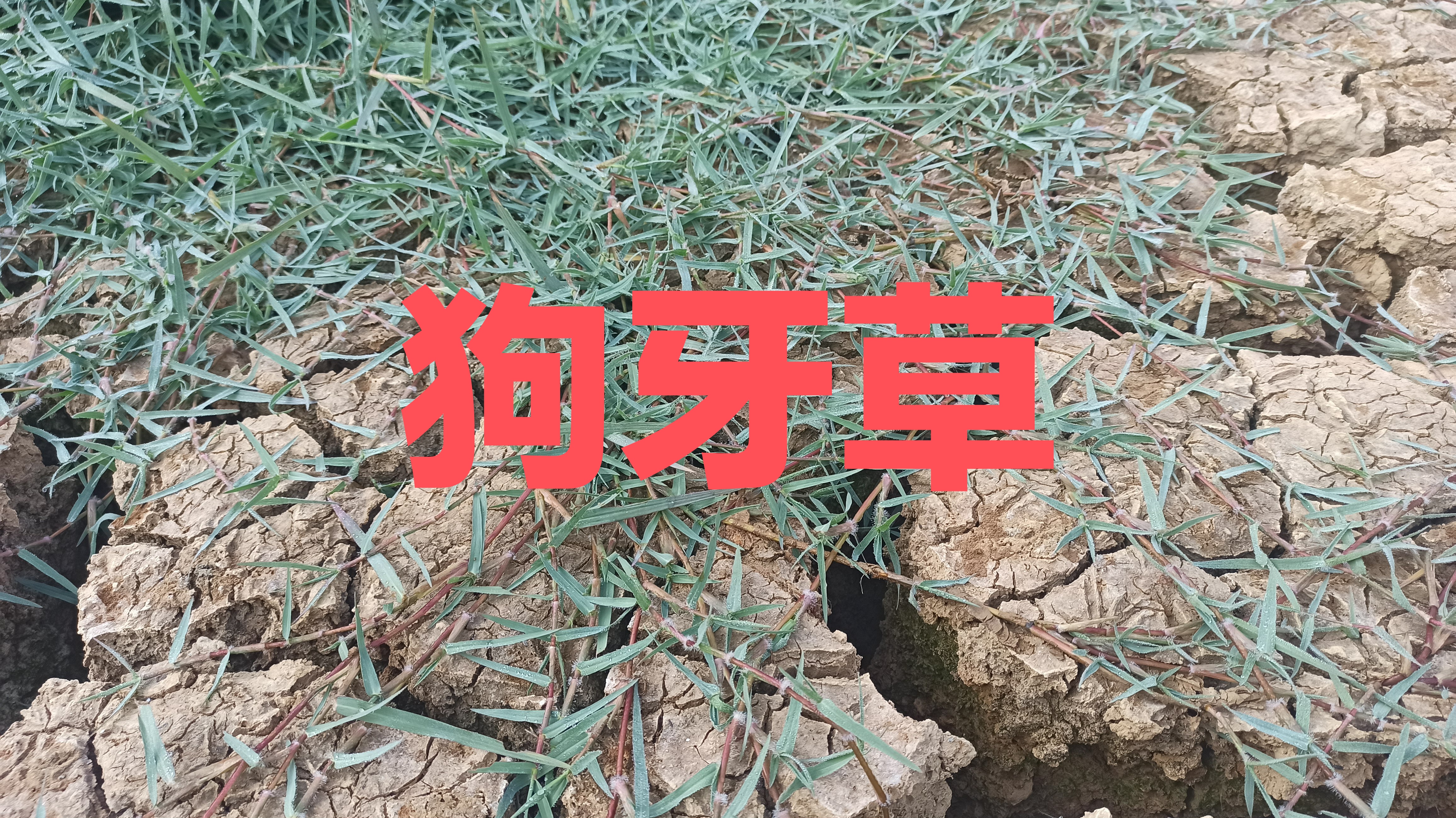 狗牙齿草药功效图片