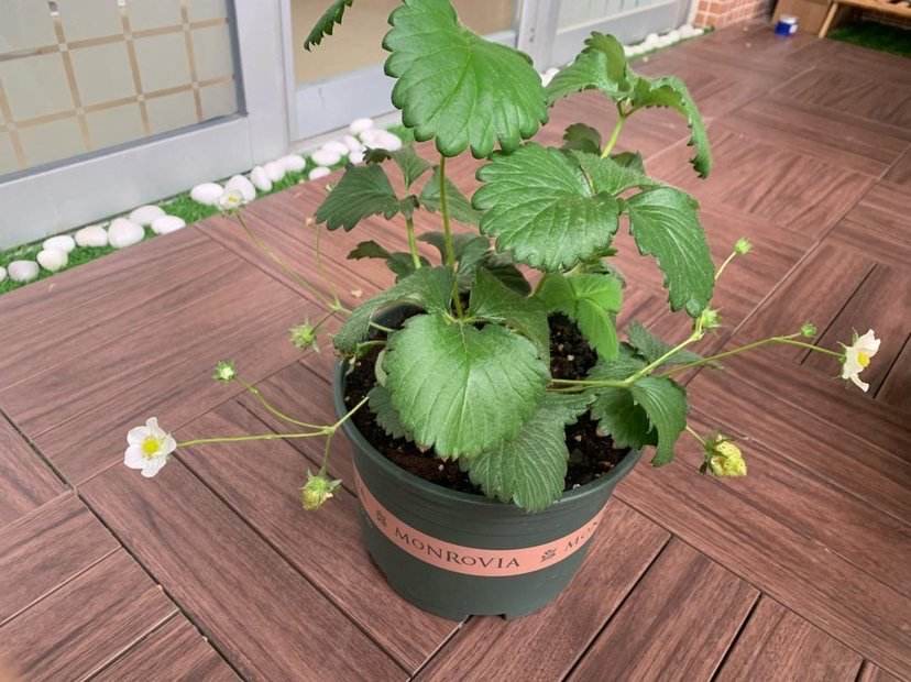 第三,盆栽草莓不能缺少阳光