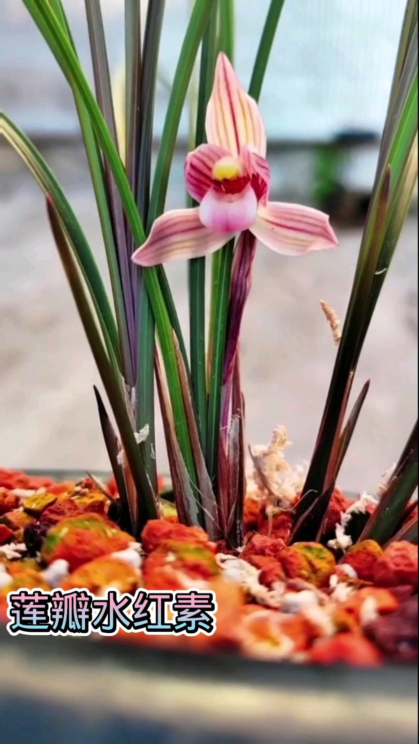 莲瓣兰唯一的红草红素,水红素