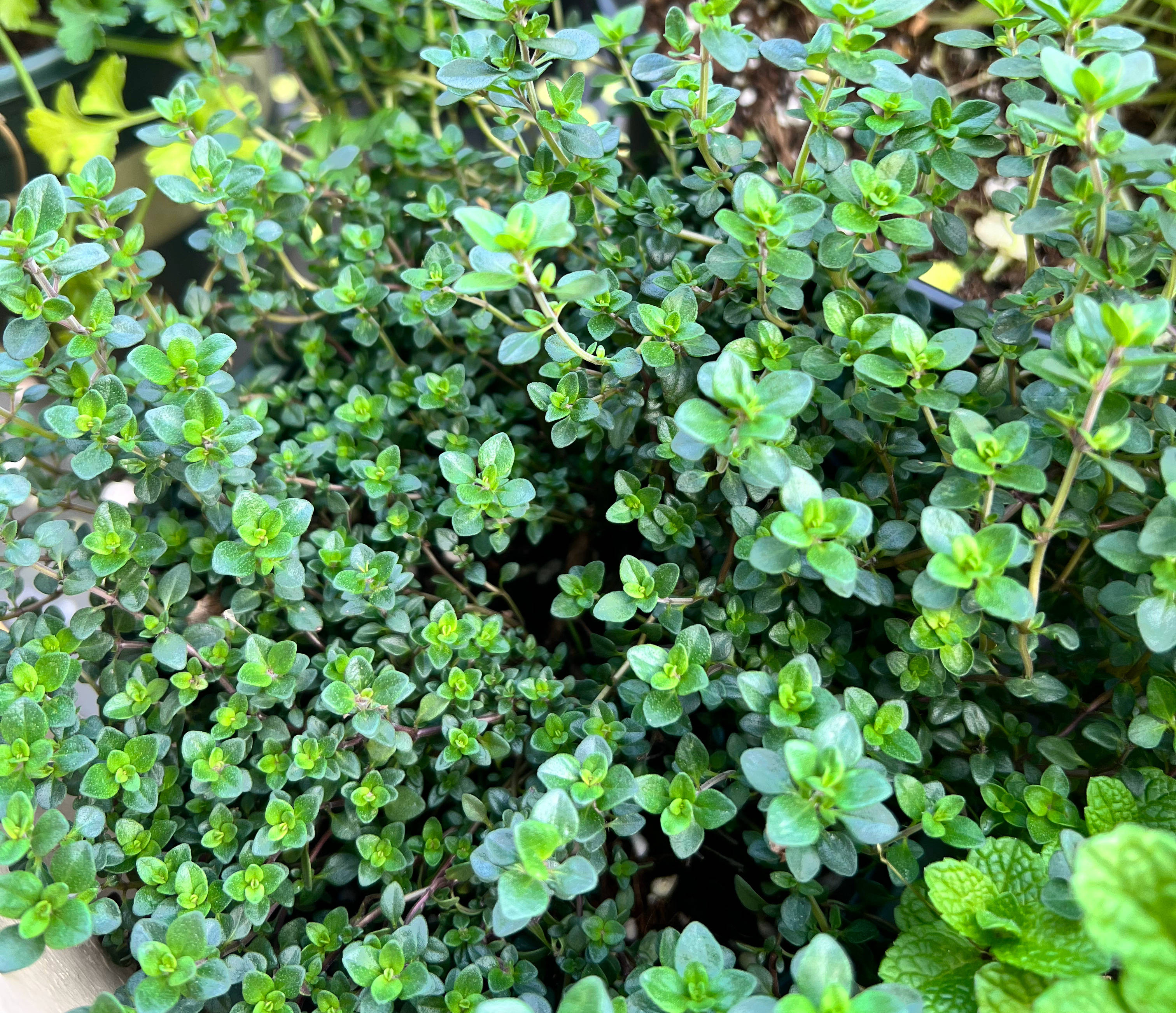 养一盆百里香,可以吃可以观赏,清新又养眼,美观有趣好养