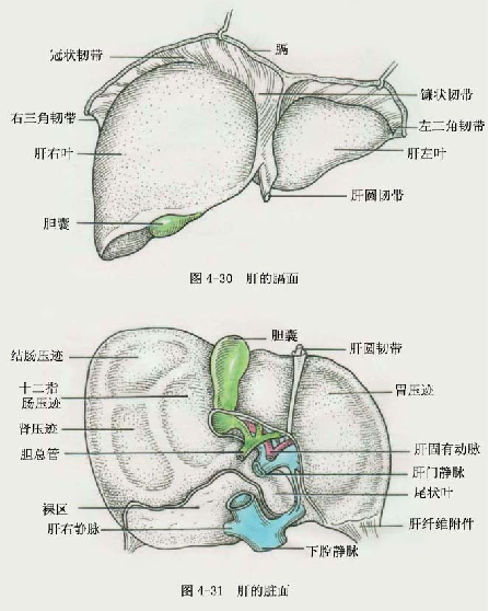 肝胆三维重建之肝胆外科临床解剖基础