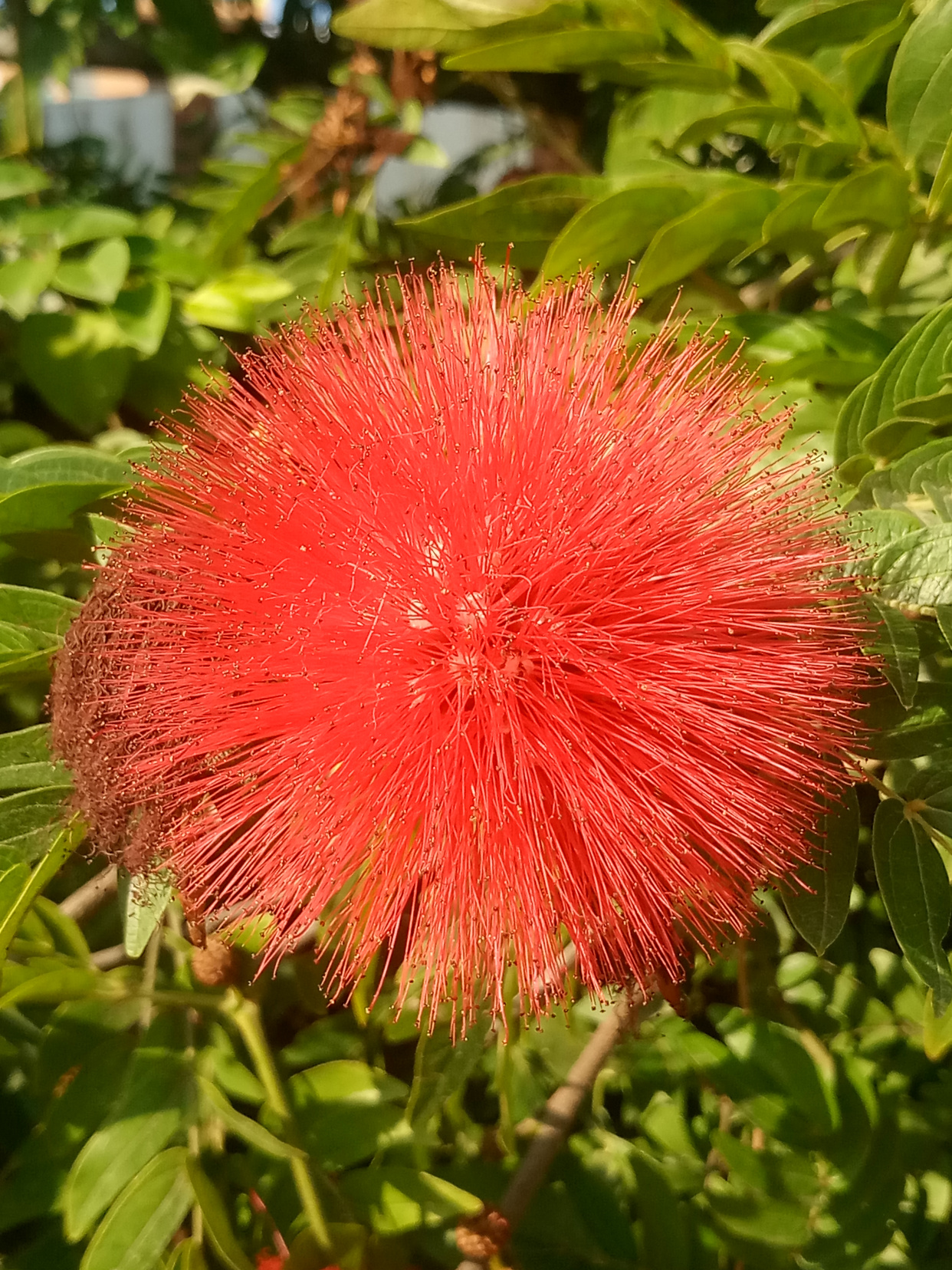 奇特花类,合欢花.四季飘红花像一团绒毛