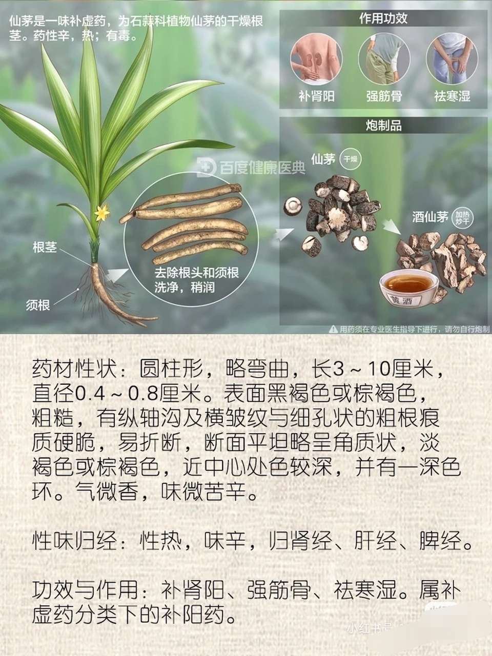 每天认识一味中药——仙茅