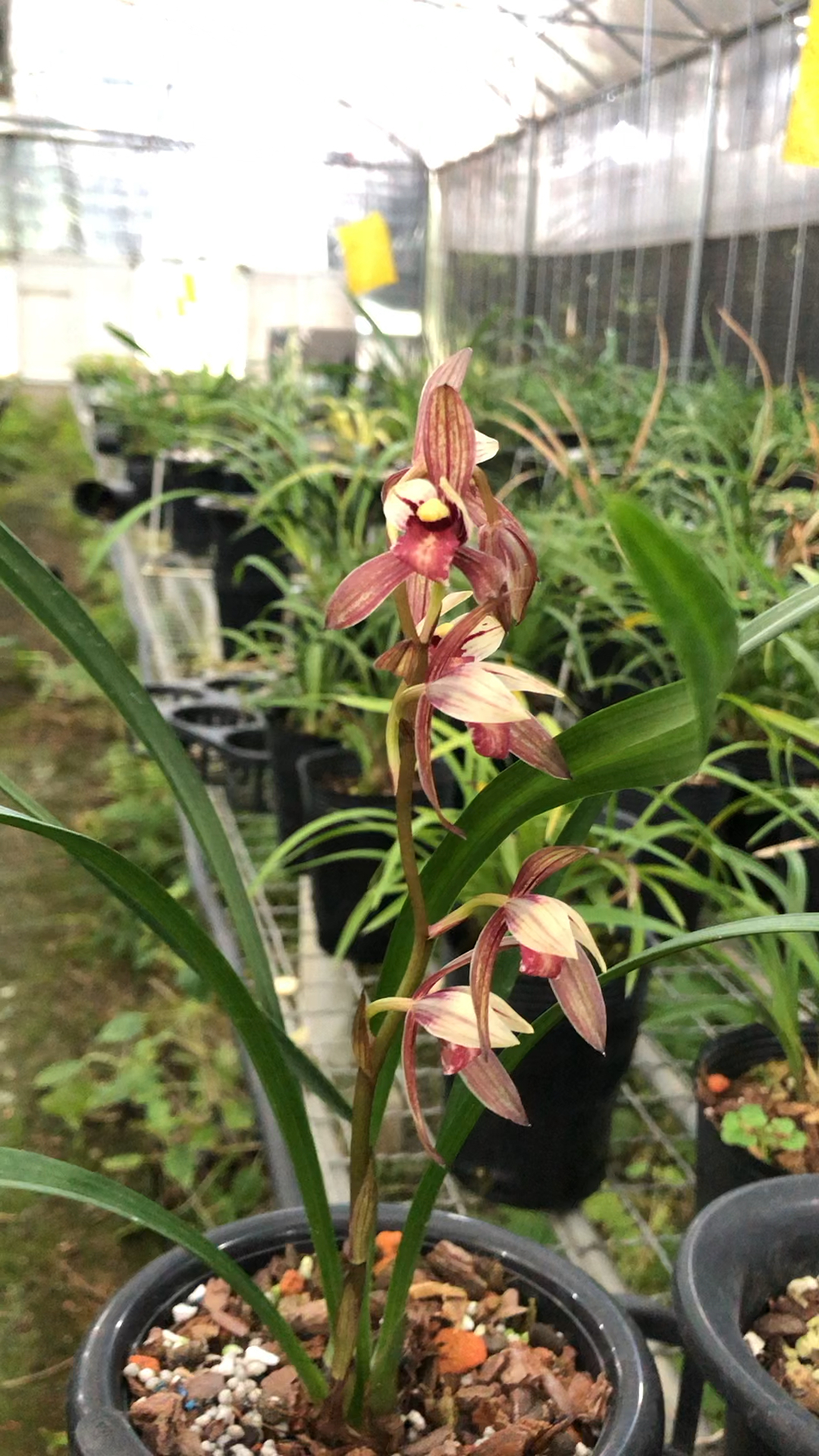 兰花建兰紫凝也叫黑美人