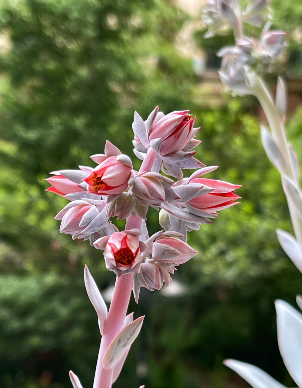 多肉,记录花开广寒宫花剑,含苞待放的肉肉" 以后的日子 不奢望做的每