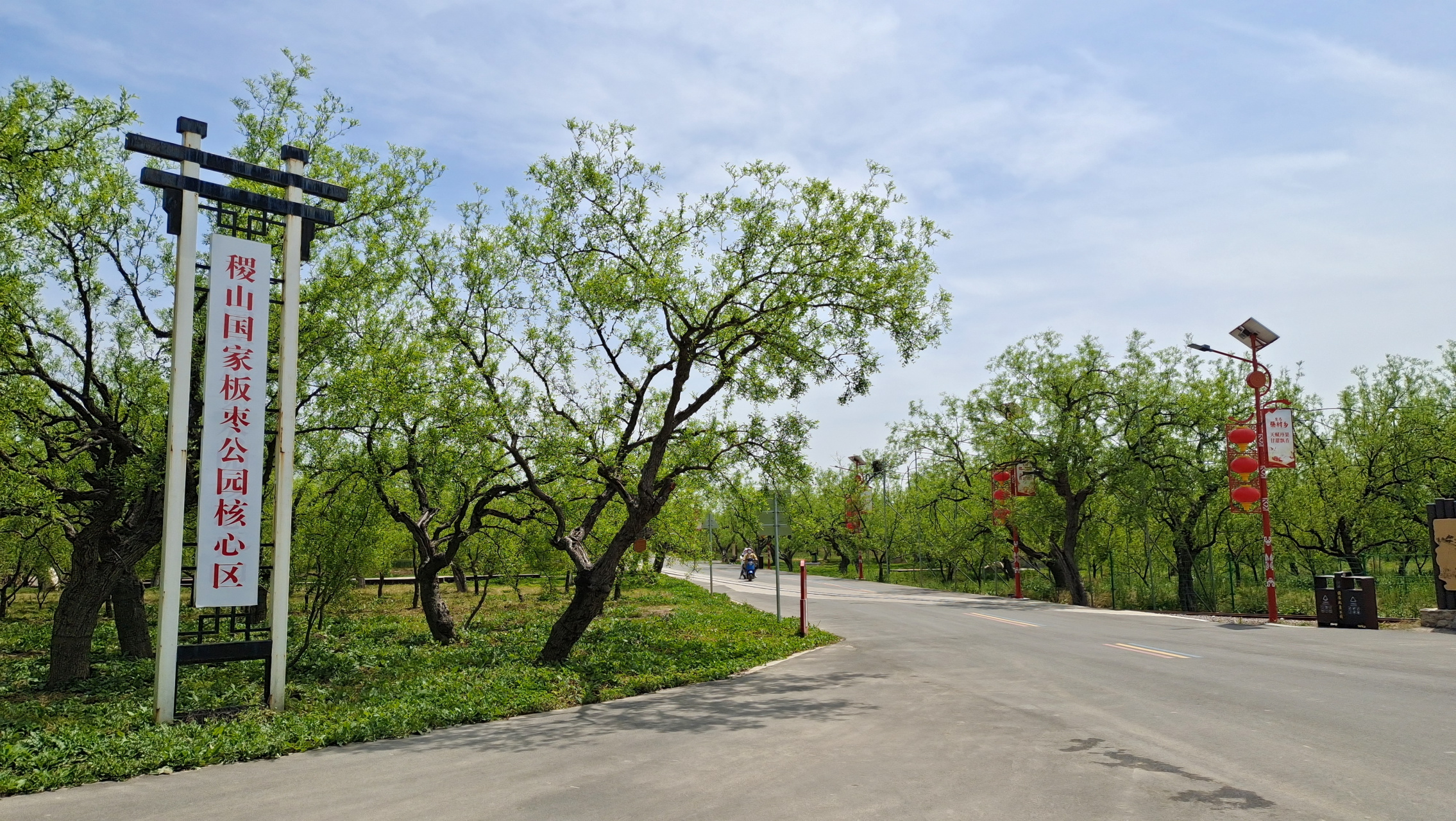 遇见好风景# #我是本地分享家# 浅夏时节,稷山国家板枣公园,枣花葡沣