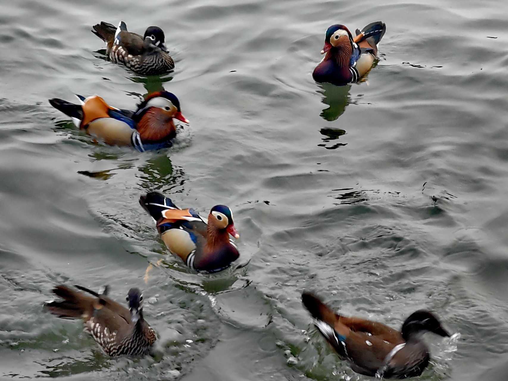 鸳鸯是一对古老而又传奇的鸟类,它们雌雄对偶,羽毛浅灰色如一片瀑布