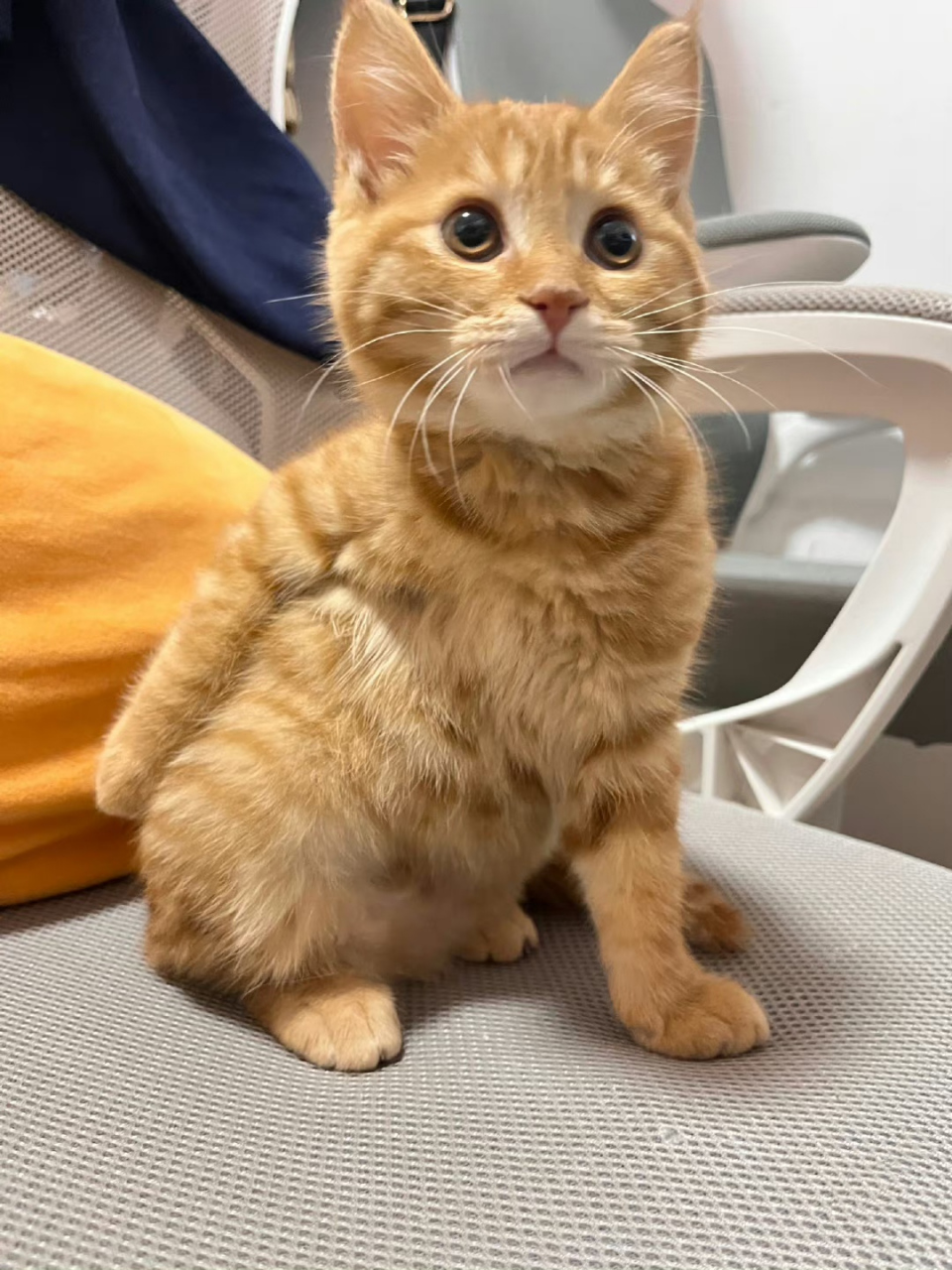 不是这橘猫怎么这么像人,还挠pp哈哈哈.