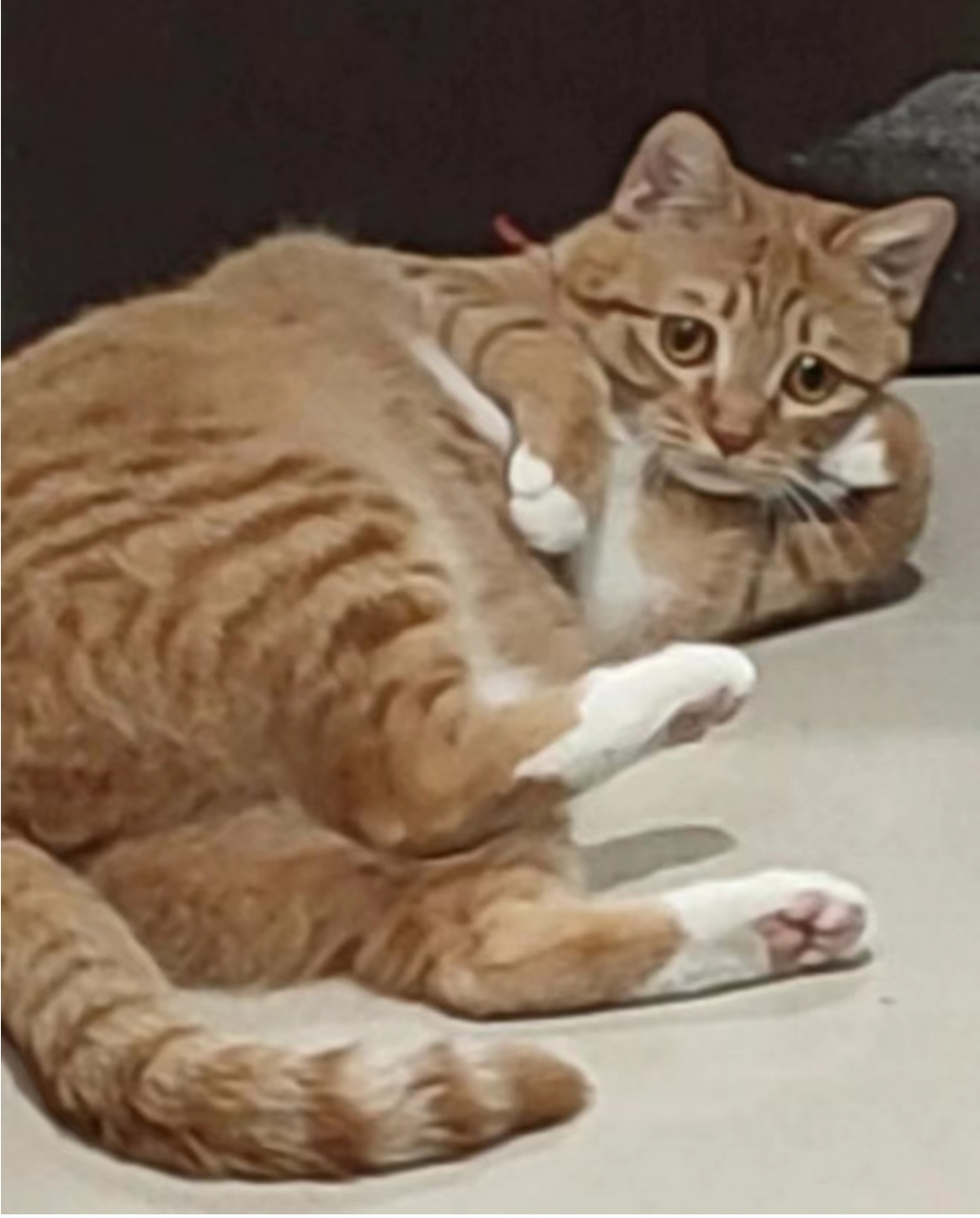 搞笑表情包# #一起来吸猫# #被小猫咪可爱到